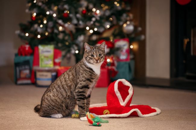 Cat sat with toys.