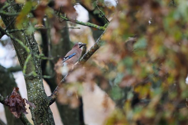 Bird perched on a branch
