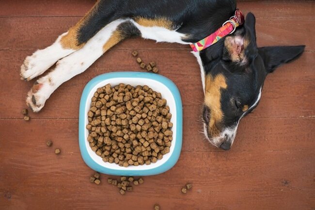 Dog lying on floor with food.