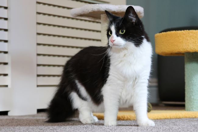 Black and white cat standing on a carpeted floor, with a cat tree in the background.