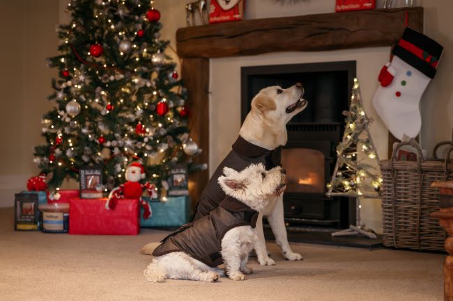 Two dogs sat in front of the tree.