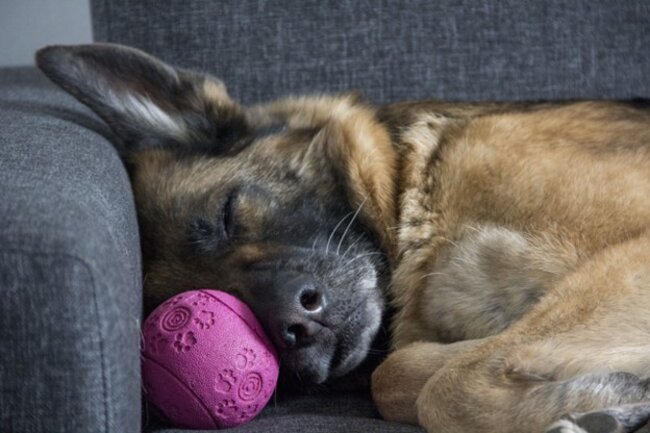 Dog sleeping on sofa.
