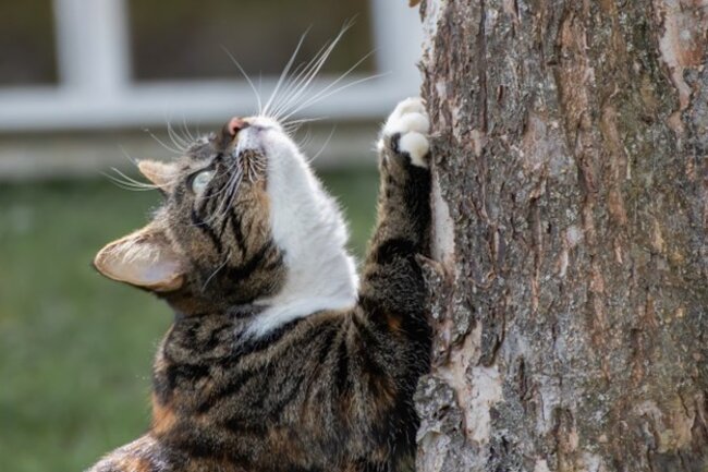Cat scratching the tree.