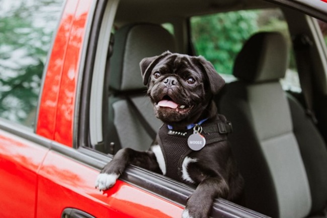 Dog sitting in the car.