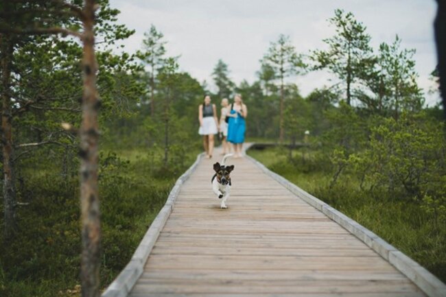 Dog is running.