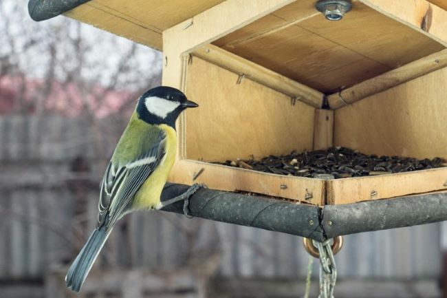 Bird perched on a bird house.