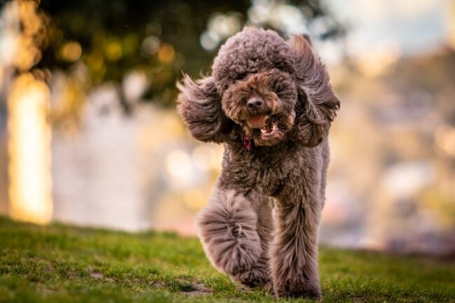 Dog is walking.