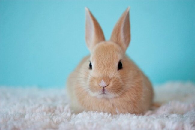 Rabbit sitting on carpet.
