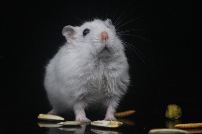 Hamster with their treats.