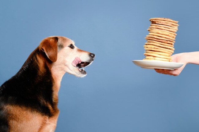 Dog about to eat pancakes.