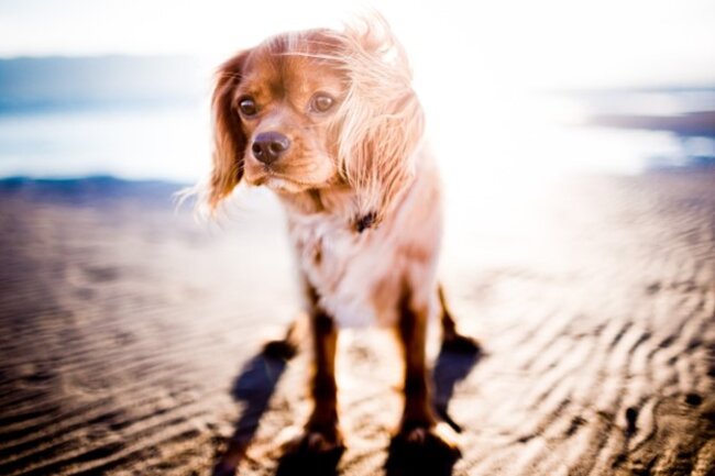 Dog standing at the beach.