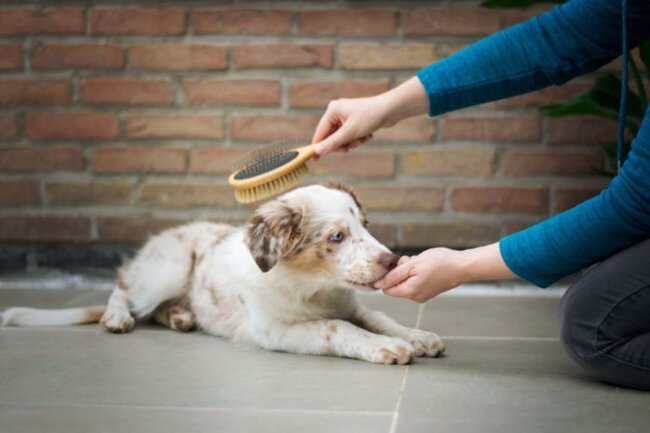 Dog is being groomed by their owner.