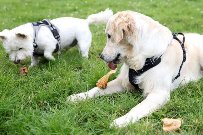Retriever and Westie eating raw natural dog treats.