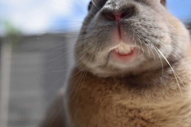 Rabbit showing their teeth.