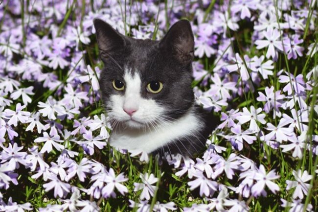 Cat sitting on the grass.