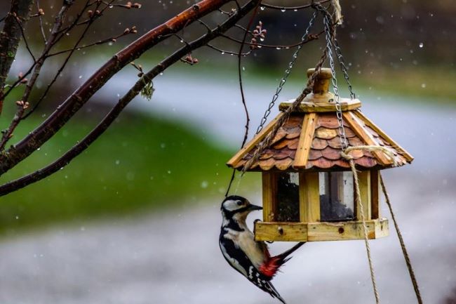 Bird eating food from a bird house.
