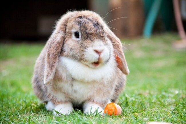 Rabbit sitting on the grass.