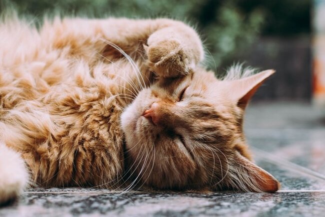 Cat curled up on the floor.