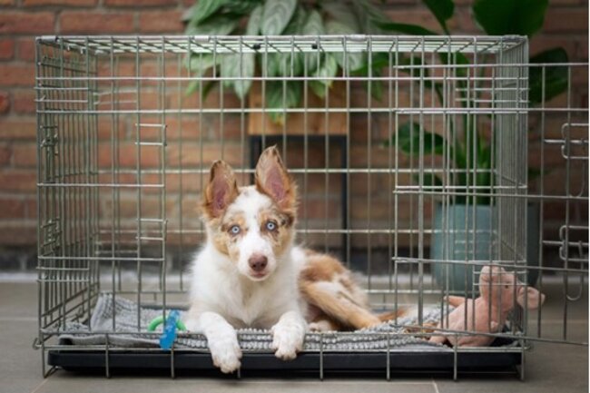 Dog sitting inside the cage.