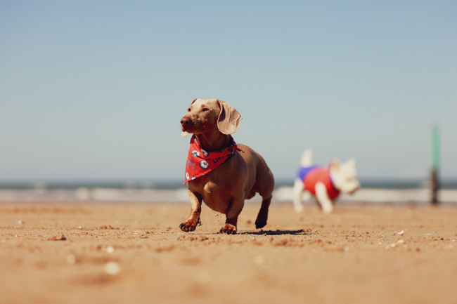 Dachshund wearing a red bandana, walking on a sandy beach with another dog in the background. Calm sea and clear sky.