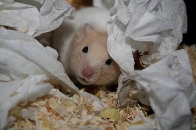 Hamster snuggled up.