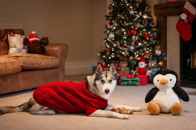 Husky wearing jumper with cuddly toy next to them.