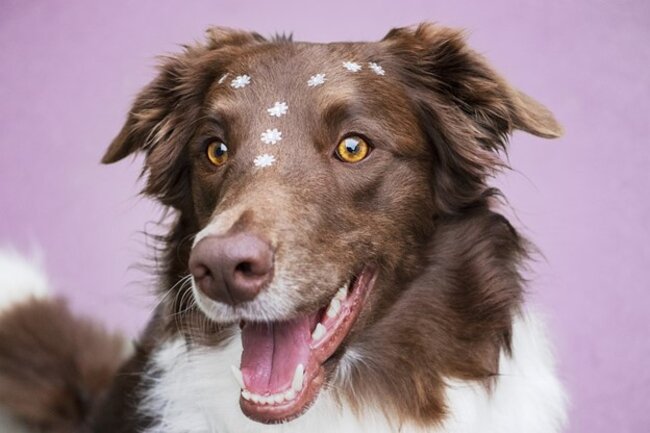 Happy dog.