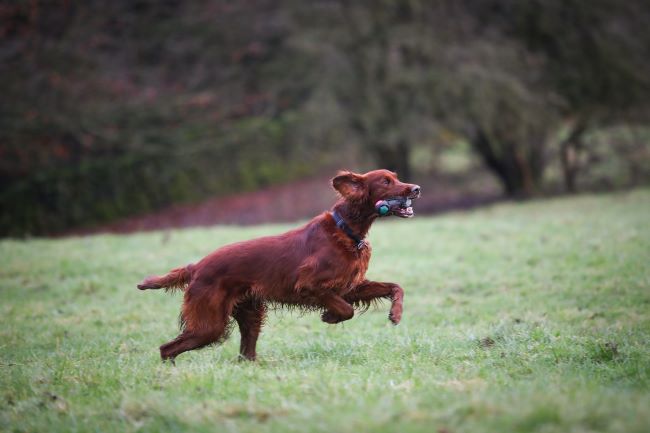 Dog playing in field with a toy in mouth.