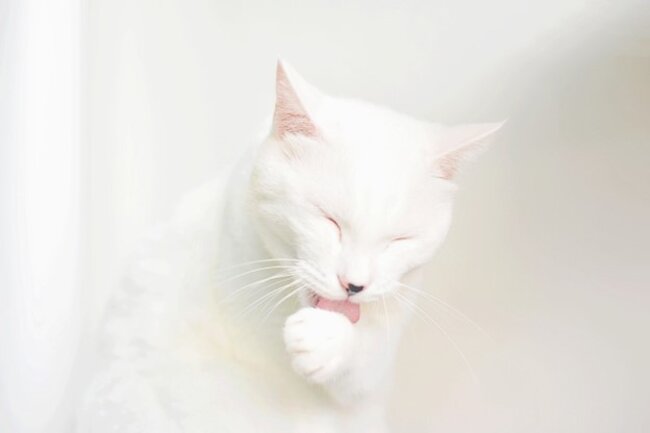 Cat cleaning themselves.