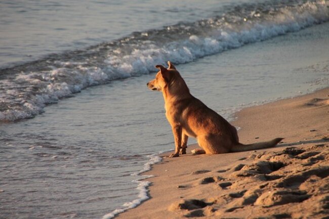 Dog looking ahead.