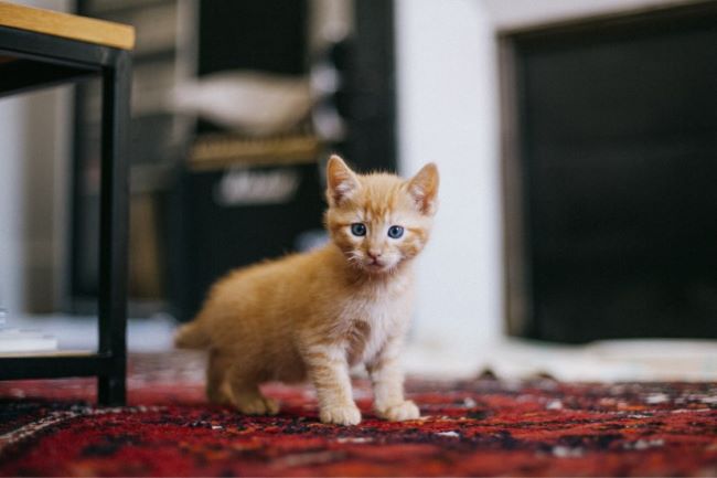 Ginger kitten.