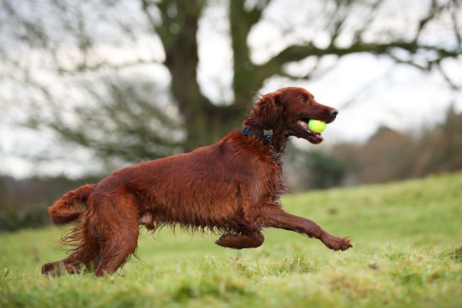 Dog in field with ball in mouth.
