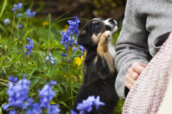 Dog with owner in the garden.