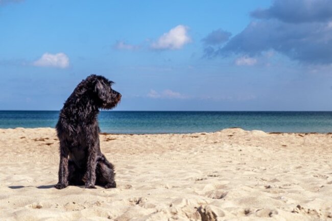 Dog at the beach.