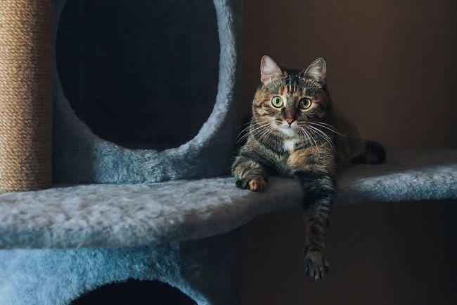 Cat sitting on scratching post.