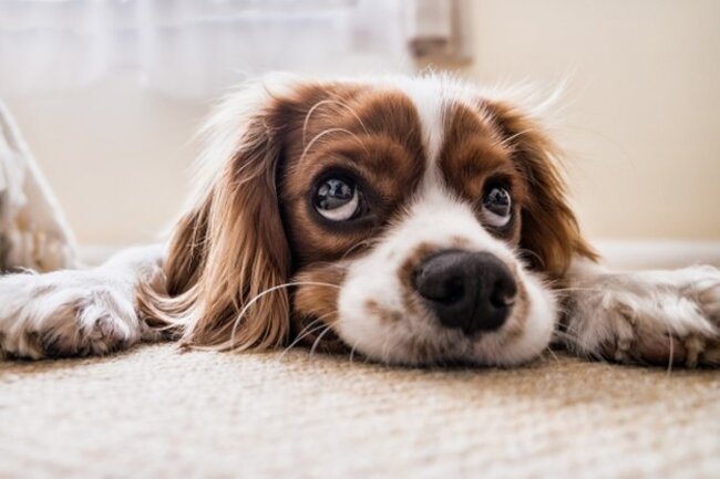 Dog is relaxing on the carpet.