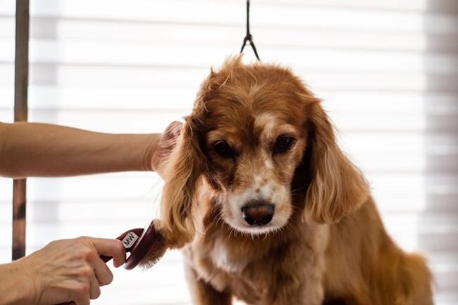 Dog getting a trim.