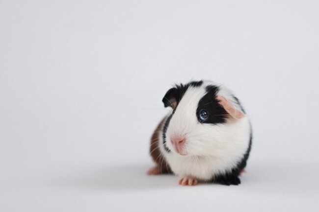 Guinea pig sitting.