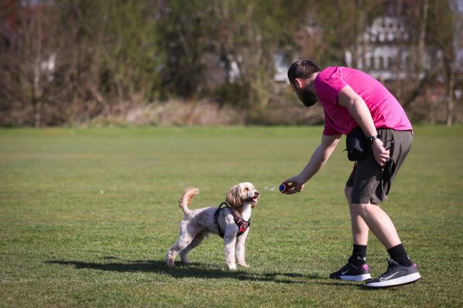 Dog and owner playing in a field.