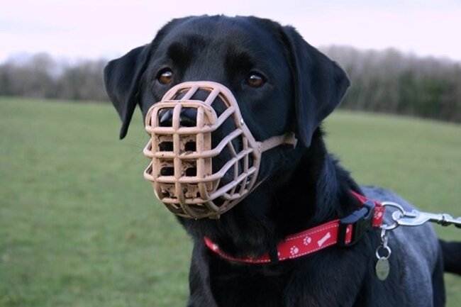 When Should My Dog Wear a Muzzle?