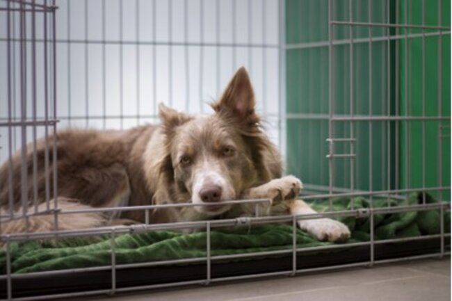 Dog is relaxing inside the cage.