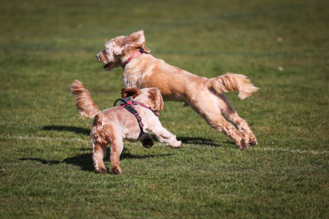 Two dogs playing in a field.