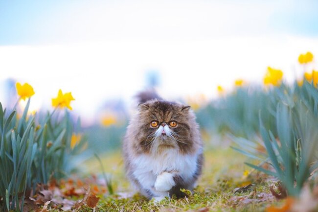Cat walking in the garden.