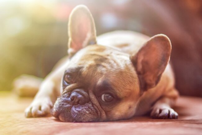 Dog lying down.