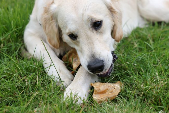 Retriever eating natural treats.