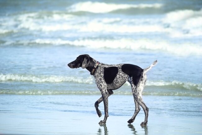 Dog at the beach.