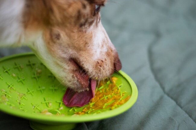 Dog using lickimat.
