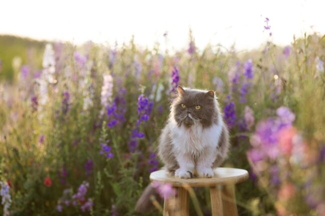 Cat sitting on a stool.