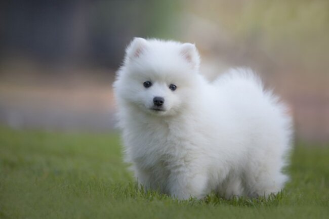 Dog on the grass.