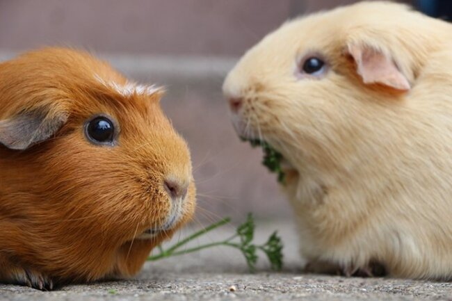 Two guinea pigs sitting together.